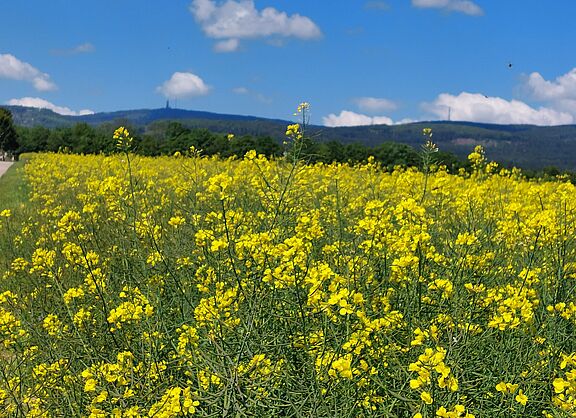 Radeln durch die Rapsfelder bei Steinbach
